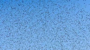 A dense flock of starlings filling a blue sky, thousands of birds turning together