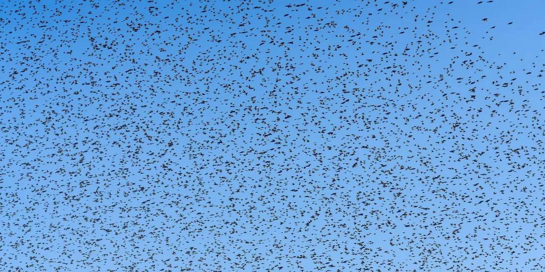 A dense flock of starlings filling a blue sky, thousands of birds turning together