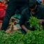 A vendor sorting fresh green leafy vegetables at an Indian market