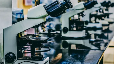 A row of microscopes on a laboratory bench