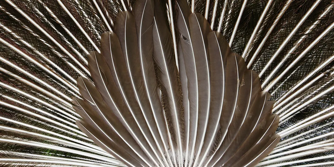 A peacock with its tail fully fanned, seen from behind
